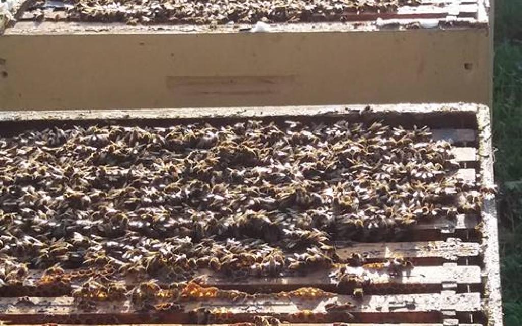 Sciame di api ligustiche